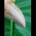 7,4 cm großer Zahn des Otodus sokolovi