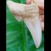 7,4 cm großer Zahn des Otodus sokolovi