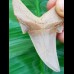 7,4 cm großer Zahn des Otodus sokolovi