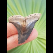 4,1 fantastischer Zahn des Hemipristis serra vom Golden Beach