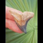 3,5 cm Zahn des Hemipristis serra aus dem Bone Valley