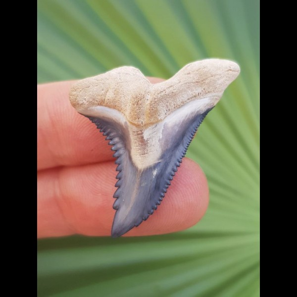 3,6 cm beeindruckender Zahn des Hemipristis serra aus dem Bone Valley