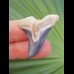 3,6 cm beeindruckender Zahn des Hemipiristis serra aus dem Bone Valley