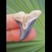 3,6 cm beeindruckender Zahn des Hemipristis serra aus dem Bone Valley