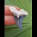 3,6 cm beeindruckender Zahn des Hemipristis serra aus dem Bone Valley