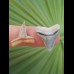 2,0 cm Zahn des Bullenhai und 2,0 cm Zahn des Zitronenhai aus dem Bone Valley