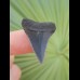2,6 cm graublauer Zahn des Großen Weißen Hai