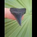 2.9 cm dark gray great white shark tooth