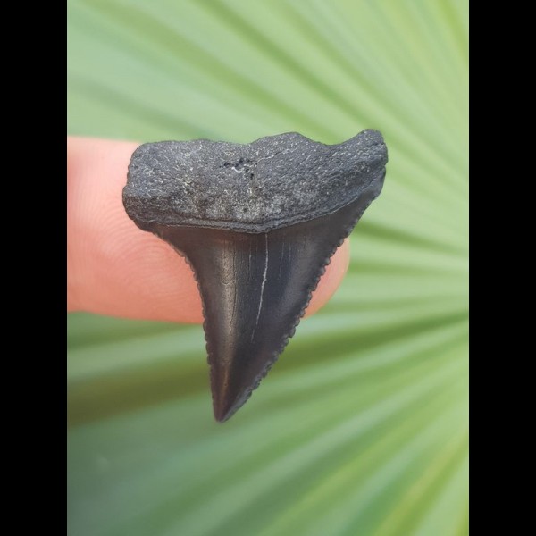 2,6 cm black pointed tooth of great white shark