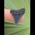 2,5 cm dunkelblauer Zahn des Großen Weißen Hai