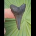 4,0 cm dolchartiger Zahn des Großen Weißen Hai 
