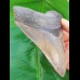 12.5 cm large impressive tooth of the megalodon