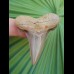 5,1 cm großer sehr schöner Zahn des Carcharocles Auriculatus
