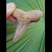 5,1 cm großer sehr schöner Zahn des Carcharocles Auriculatus