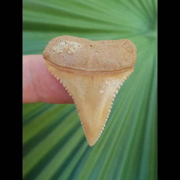 3,4 cm great white shark beige tooth from Chile