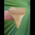 3,4 cm great white shark beige tooth from Chile
