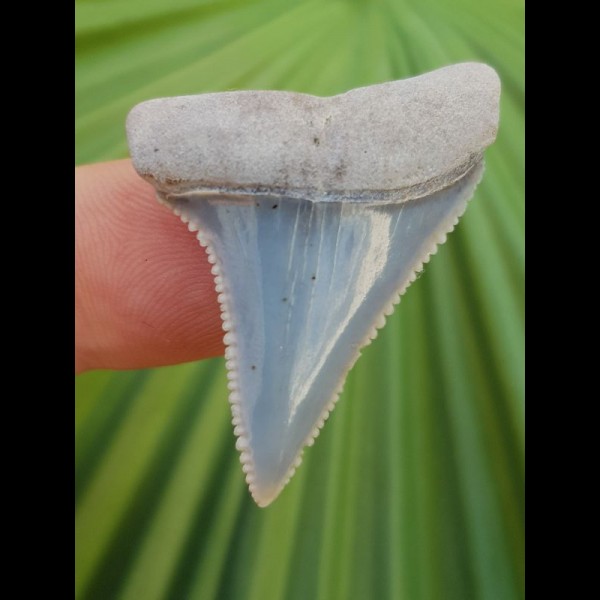 3,4 cm fantastischer hellblauer Zahn des Großen Weißen Hai aus Peru