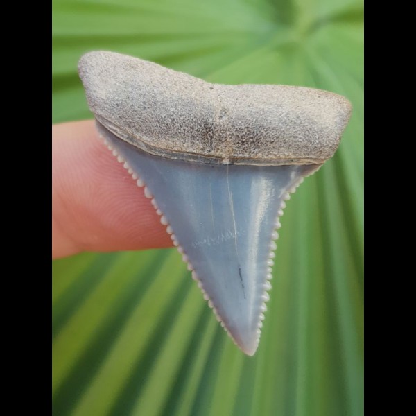 3.6 cm light blue miraculous great white shark tooth from Peru