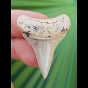 3,1 cm symmetrischer, spitzer Zahn des Großen Weißen Hai aus Chile