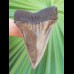 6,2  cm brauner Zahn des Isurus hastalis aus den USA