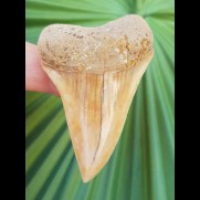 5,8 cm farbreicher Zahn des Cosmopolitodus hastalis aus Chile