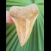 5,8 cm farbreicher Zahn des Cosmopolitodus hastalis aus Chile