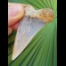 5,8 cm farbenfroher Zahn des Cosmopolitodus hastalis vom Sharktooth Hill