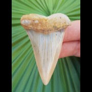 5,8 cm farbenfroher Zahn des Cosmopolitodus hastalis vom Sharktooth Hill