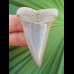 5,8 cm großer, seltener Zahn des  Isurus hastalis aus den Lee Creek-Minen