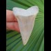 5,8 cm großer, seltener Zahn des  Isurus hastalis aus den Lee Creek-Minen