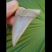 5,8 cm großer, seltener Zahn des  Isurus hastalis aus den Lee Creek-Minen