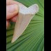 5,8 cm großer, seltener Zahn des  Isurus hastalis aus den Lee Creek-Minen
