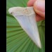 5,8 cm großer, seltener Zahn des  Isurus hastalis aus den Lee Creek-Minen