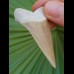 5,8 cm großer, seltener Zahn des  Isurus hastalis aus den Lee Creek-Minen