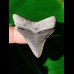 4,2 cm beeindruckender Zahn des Megalodon