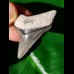 4,2 cm beeindruckender Zahn des Megalodon