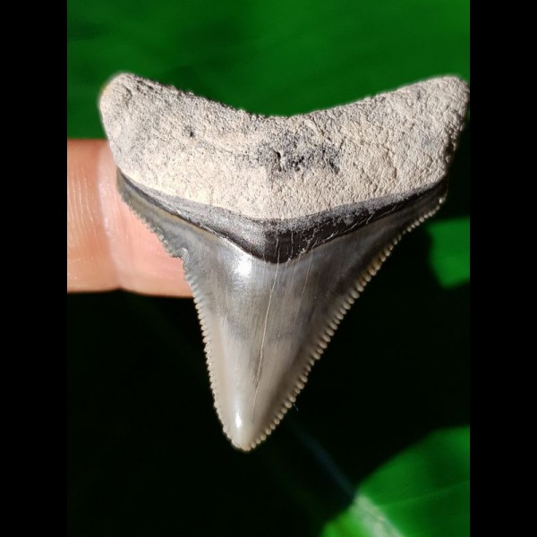 4,2 cm beeindruckender Zahn des Megalodon