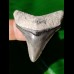 4,2 cm beeindruckender Zahn des Megalodon