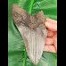 14,7 cm großer dolchartiger, massiver Zahn des Megalodon