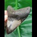 8,9 cm guter polierter Haizahn des Megalodon