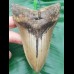 11,8 cm großer dolchartiger Zahn des Megalodon 