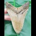 11,8 cm großer dolchartiger Zahn des Megalodon 