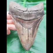 13,2cm riesiger, scharfer Haizahn Megalodon Versteinerung