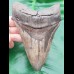 13,2cm riesiger, scharfer Haizahn Megalodon Versteinerung