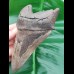 13,2cm riesiger, scharfer Haizahn Megalodon Versteinerung