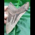 13,2cm giant, sharp shark tooth Megalodon fossil