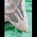 13,2cm giant, sharp shark tooth Megalodon fossil