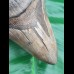 13,2cm giant, sharp shark tooth Megalodon fossil