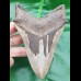 13,2cm giant, sharp shark tooth Megalodon fossil