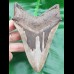 13,2cm riesiger, scharfer Haizahn Megalodon Versteinerung